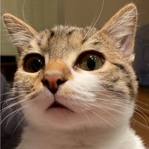 Meet your Posher, Ak